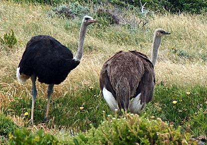 You always dreamed of having wings? Wish granted! Ostriches